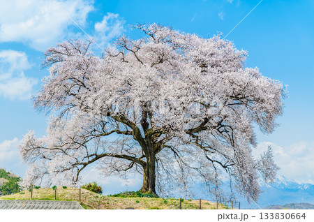 山梨 満開のわに塚のサクラと八ヶ岳 133830664