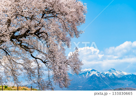 山梨 満開のわに塚のサクラと八ヶ岳 133830665