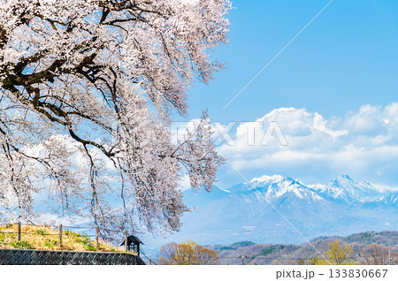 山梨 満開のわに塚のサクラと八ヶ岳 山梨 満開のわに塚のサクラと八ヶ岳 133830667