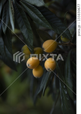 熟したビワの実 熟したビワの実 133830677