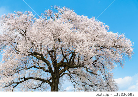 山梨 わに塚のサクラ 133830695