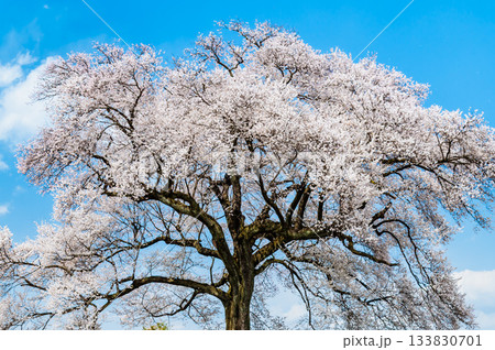 山梨 わに塚のサクラ 133830701