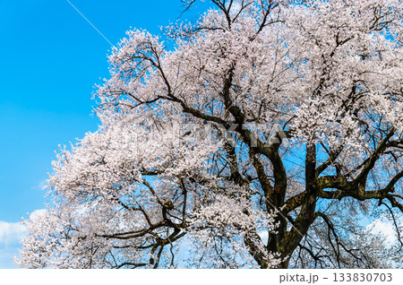 山梨 わに塚のサクラ 山梨 わに塚のサクラ 133830703