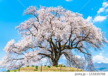 山梨 わに塚のサクラ 山梨 わに塚のサクラ 133830706