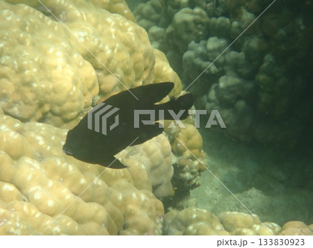 タイ タルタオ海洋国立公園の魚 タイ タルタオ海洋国立公園の魚 133830923