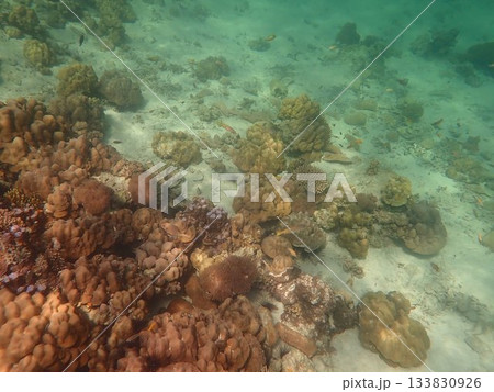 タイ タルタオ海洋国立公園の魚 タイ タルタオ海洋国立公園の魚 133830926