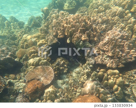 タイ　タルタオ海洋国立公園の魚 133830934