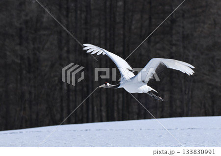丹頂鶴・飛行 133830991