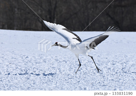 丹頂鶴・助走 丹頂鶴・助走 133831190