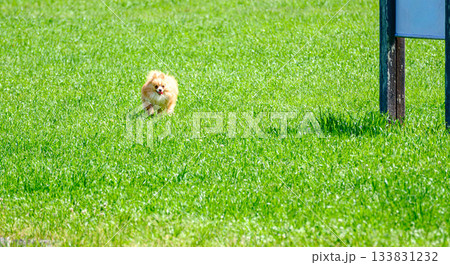 芝の上を走る犬 133831232