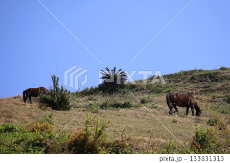 ［宮崎県・都井岬］　のんびり草を食べる野生馬たち 133831313