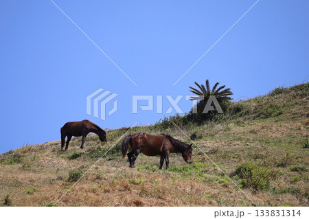 ［宮崎県・都井岬］　草原で草を食べる馬たち 133831314