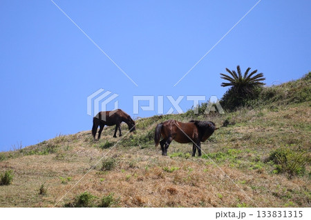 ［宮崎県・都井岬］　草原を謳歌する野生馬 133831315
