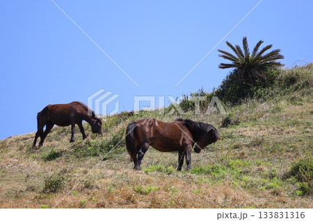 ［宮崎県・都井岬］　草原で食す草をついばむ野生馬 133831316