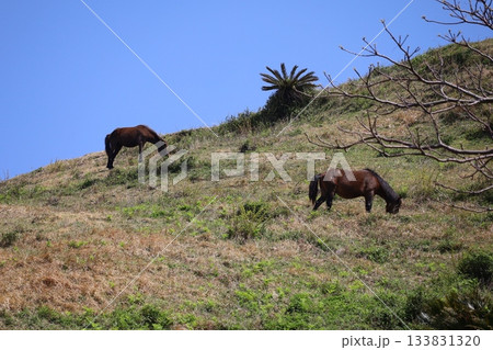 ［宮崎県・都井岬］　草原に立つ野生馬 133831320