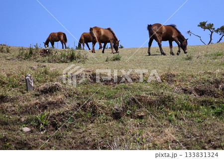 ［宮崎県・都井岬］　草原に立つ野生馬たち 133831324