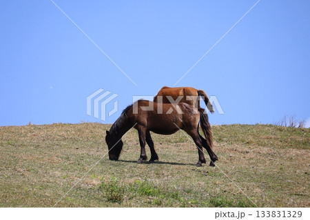 ［宮崎県・都井岬］　ゆっくり歩む野生馬のカップル 133831329