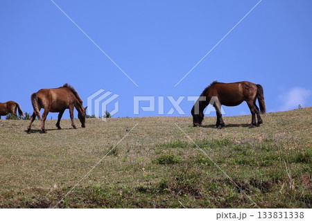 ［宮崎県・都井岬］　草原の草を食む野生馬の家族 133831338