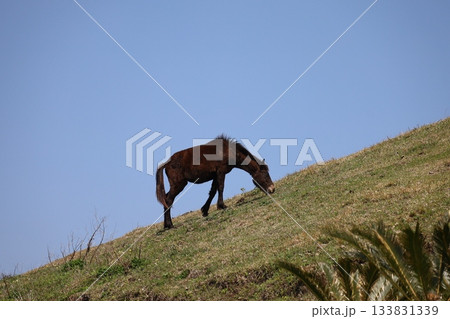 ［宮崎県・都井岬］　青空を背景に斜面を歩く野生の馬 133831339