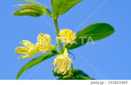 ハスカップの花 ハスカップの花 133831465