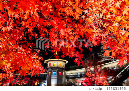 宮城県松島の紅葉 宮城県松島の紅葉 133831566