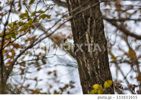 木に止まるアオゲラ 133831655