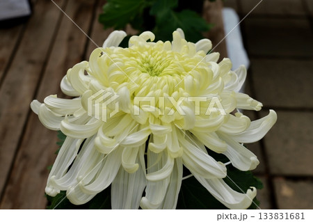 鎌倉, 大船フラワーセンターの菊の花 鎌倉, 大船フラワーセンターの菊の花 133831681