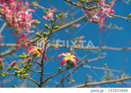 トックリキワタのピンク色の花 トックリキワタのピンク色の花 133831698