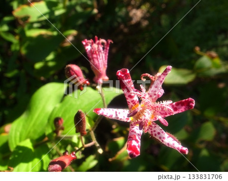 ホトトギス 133831706