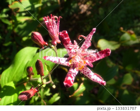 ホトトギス 133831707