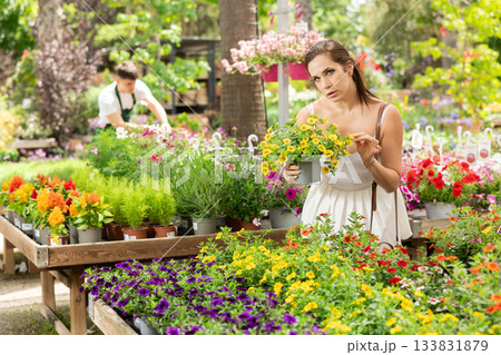 Spaniard woman choosing blooming calibrachoa at garden store Spaniard woman choosing blooming calibrachoa at garden store 133831879