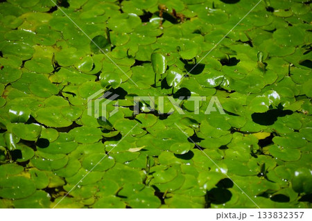 水面に浮かぶアサザをモチーフにした背景素材 水面に浮かぶアサザをモチーフにした背景素材 133832357