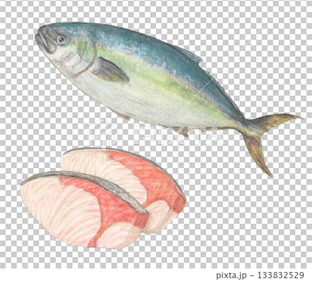 ブリとブリの切り身　水彩色鉛筆イラスト 133832529