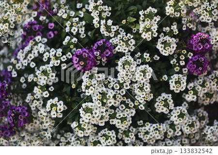 スイートアリッサムの花々 133832542