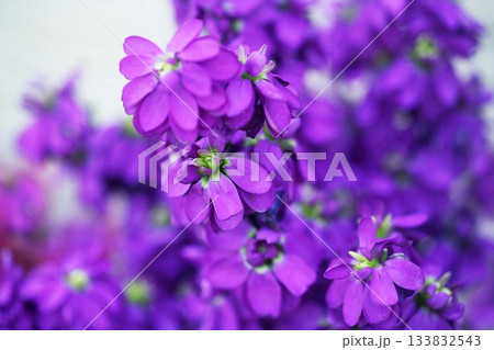 ストック　紫色の花 133832543