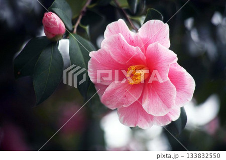 椿　薄紅色に絞り入りの花 133832550