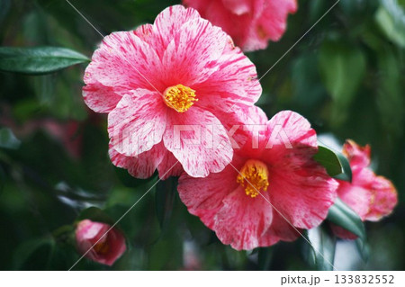 椿 薄紅色に絞り入りの花 椿 薄紅色に絞り入りの花 133832552