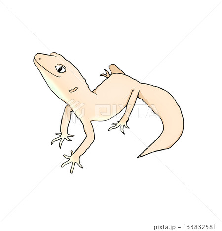 リアルで可愛いレオパのカラーイラスト。ヒョウモントカゲモドキ。 133832581