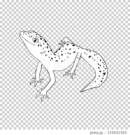 リアルで可愛い柄ありレオパのモノクロイラスト。白黒。ヒョウモントカゲモドキ。 133832583