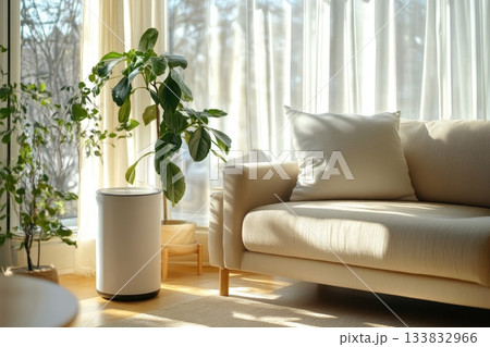 Cozy Living Room with Modern Sofa and Indoor Plant Bathed in Sunlight Cozy Living Room with Modern Sofa and Indoor Plant Bathed in Sunlight 133832966