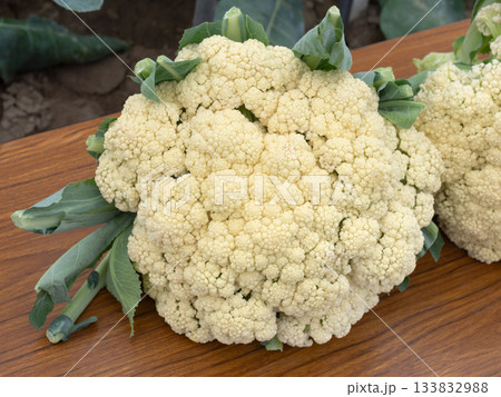 カリフラワー 133832988