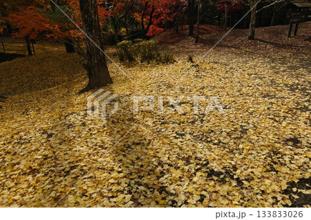 鹿児島県伊佐市の曽木の滝公園の秋の風景 鹿児島県伊佐市の曽木の滝公園の秋の風景 133833026