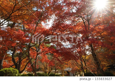 鹿児島県伊佐市の曽木の滝公園の紅葉 133833027