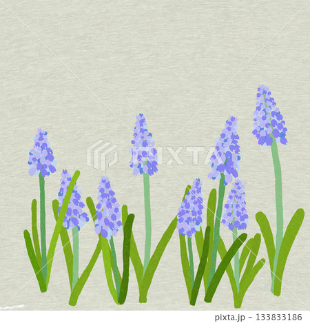 ムスカリ 133833186