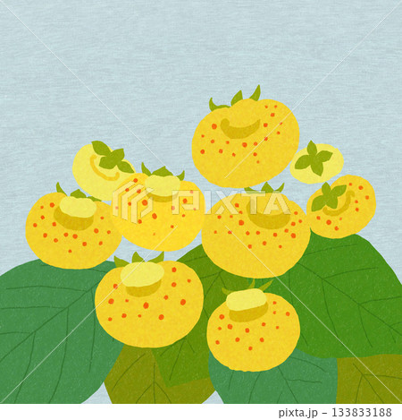 黄色の花　巾着草（カルセオラリア） 133833188