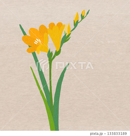 フリージア フリージア 133833189