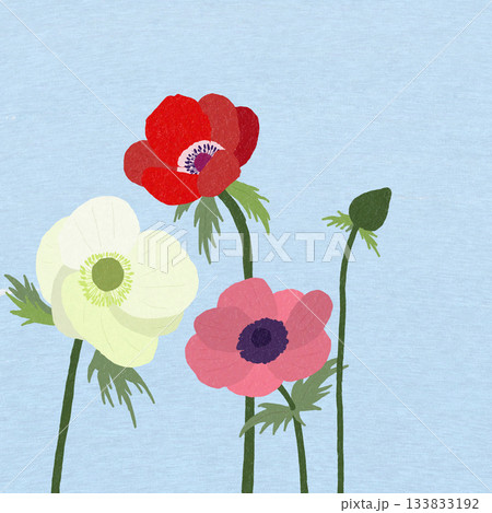 アネモネ アネモネ 133833192