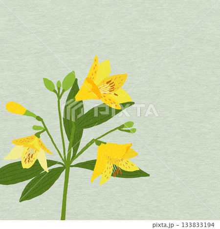 黄色のアルストロメリア 133833194