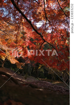 熊本県球磨郡あさぎり町の上村城跡の紅葉 133833232