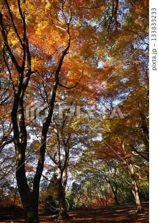 熊本県球磨郡あさぎり町の上村城跡の紅葉 133833233